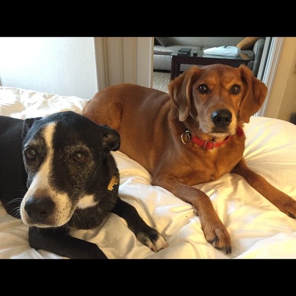 Meet your Posher, Toni - Picture 4 of 4